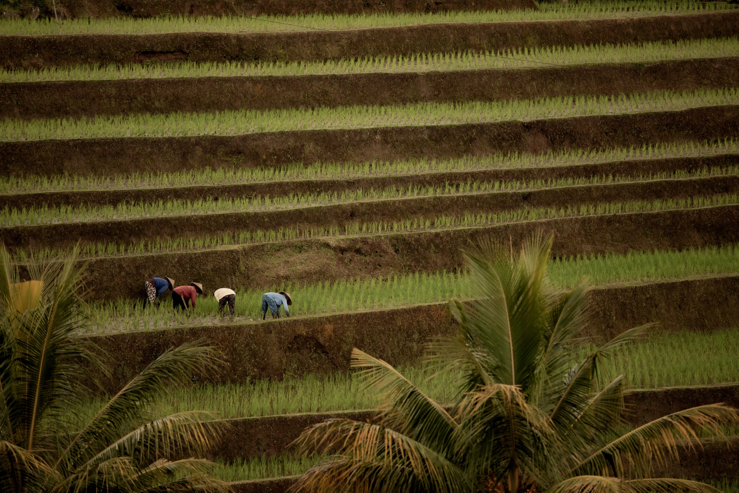 Agricultural investment in Bali